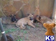 belgian malinois puppy posted by rj dogman
